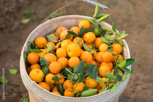 Fresh round kumquats (marumi kumquat) after harvesting