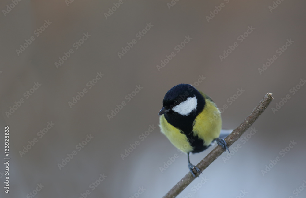 Obraz premium Titmouse on a branch against a gray sky