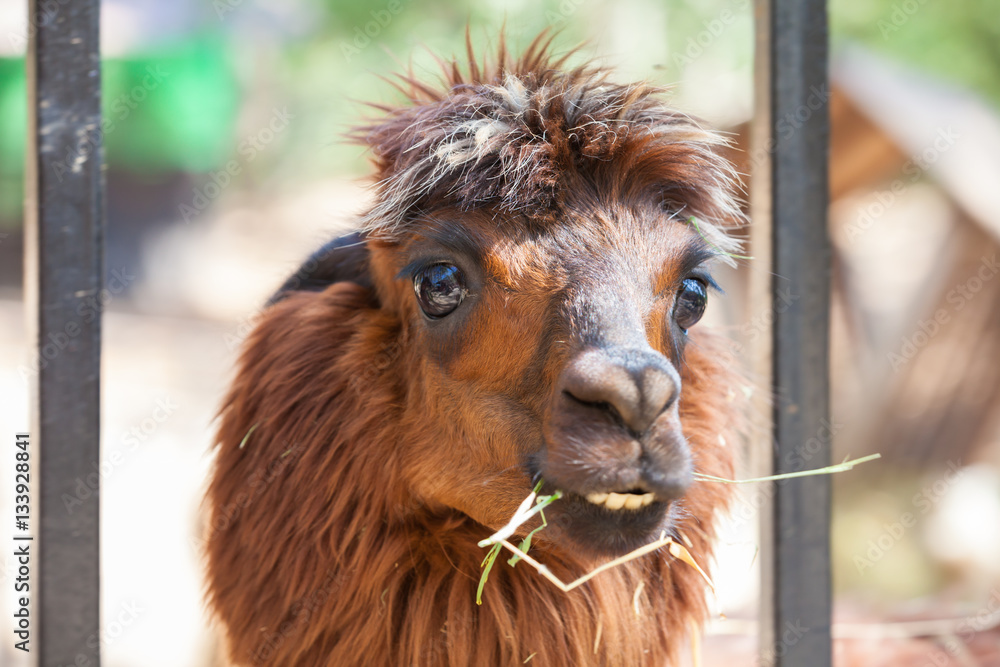 Fototapeta premium Alpaca