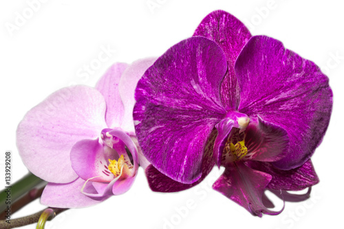 Fototapeta Naklejka Na Ścianę i Meble -  orhid flowers