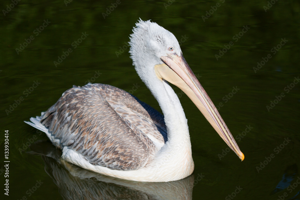 Obraz premium Pelican