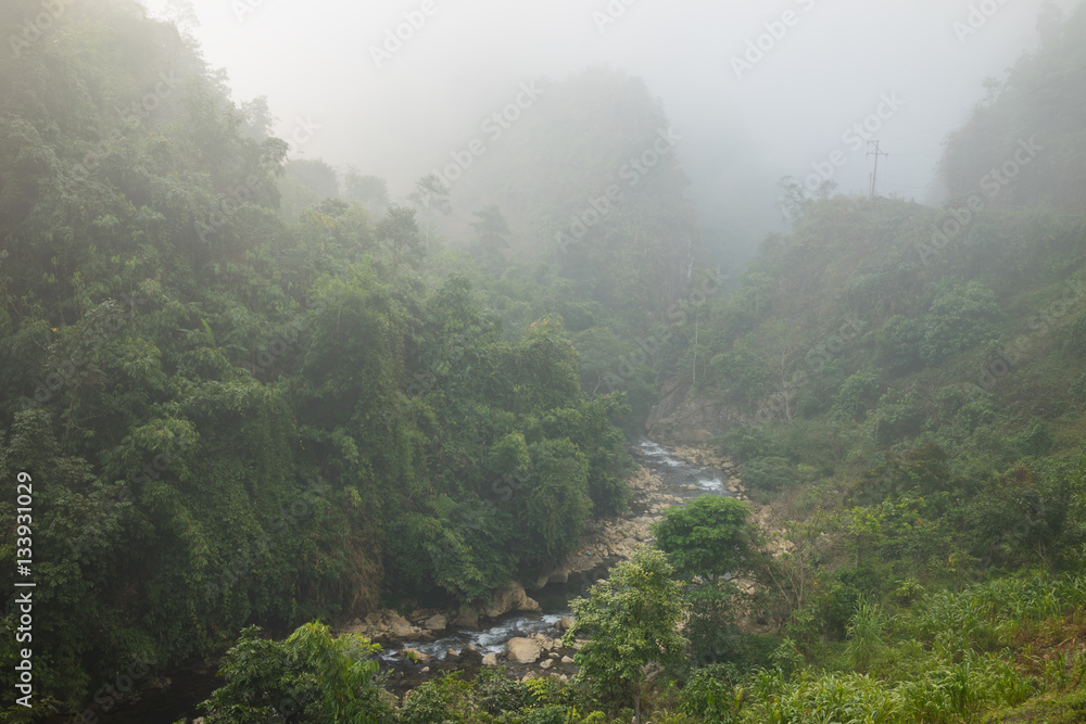 Foggy forest in hills