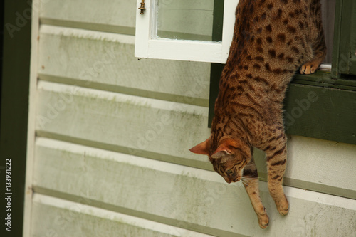 Fototapeta Naklejka Na Ścianę i Meble -  cat jumps out the window