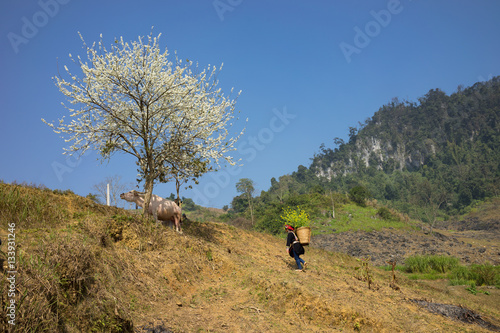 Mountain scenery with Hmong ethnic minority woman carrying cabbage flowers on back, blossom plum tree, white water buffalo and blue clear sky