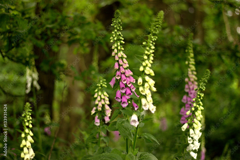 digitalis blooming in the woods digitalis blooming in the woods