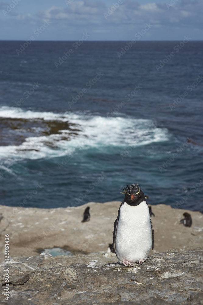 Fototapeta premium Rockhopper Penguin (Eudyptes chrysocome) on the cliffs of Bleaker Island in the Falkland Islands