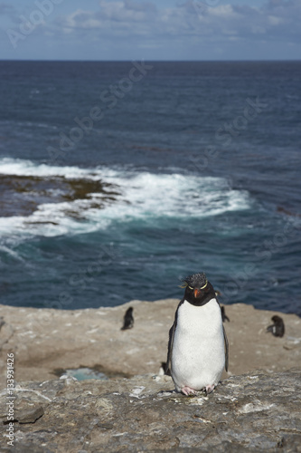 Rockhopper Penguin  Eudyptes chrysocome  on the cliffs of Bleaker Island in the Falkland Islands