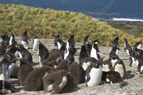 Rockhopper Penguins  Eudyptes chrysocome  with chicks at their nesting site on the cliffs of Bleaker Island in the Falkland Islands