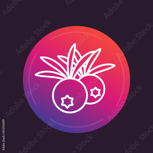 juniper berries linear icon, vector illustration
