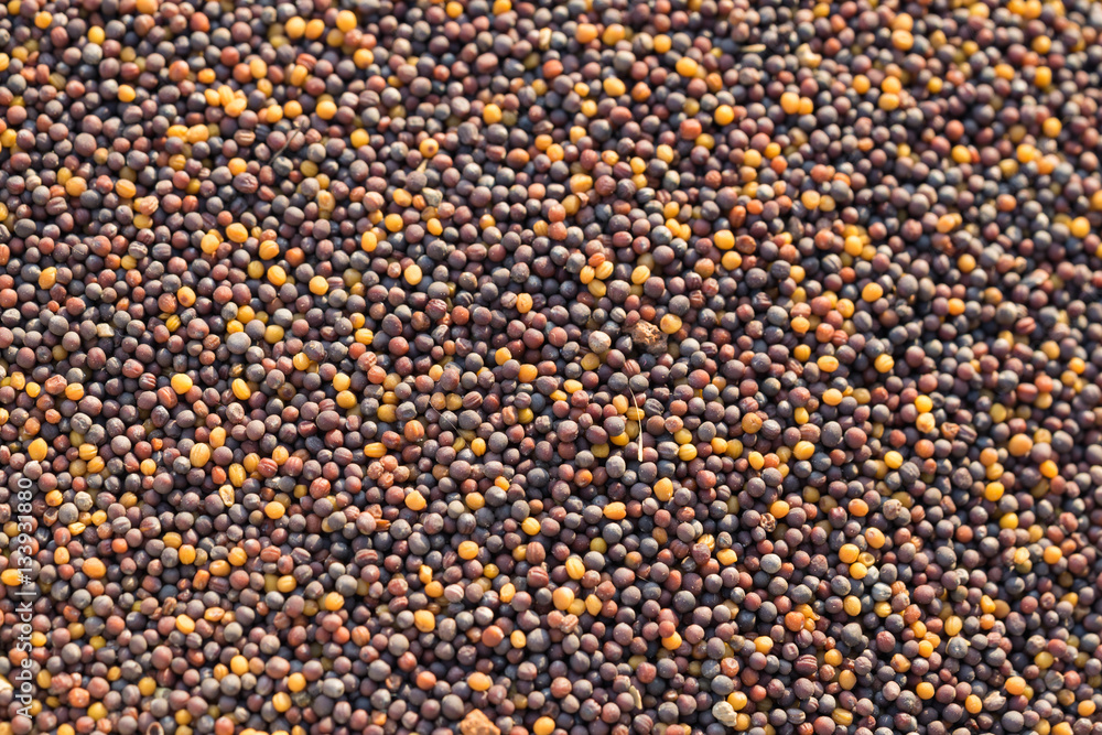Fresh peppercorn seed background