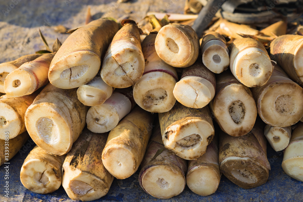 Forest bamboo shoot after harvesting