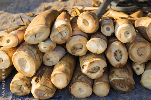 Forest bamboo shoot after harvesting