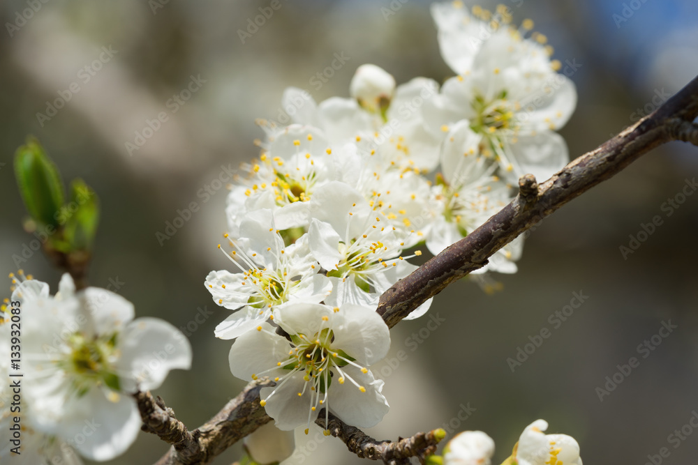 Branches of white plum flowers in spring