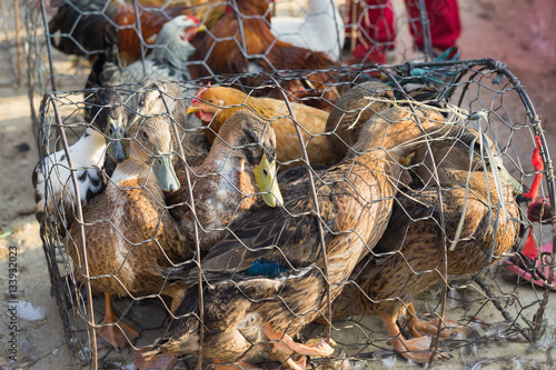 Fototapeta Duck and chicken in cage in Asian market