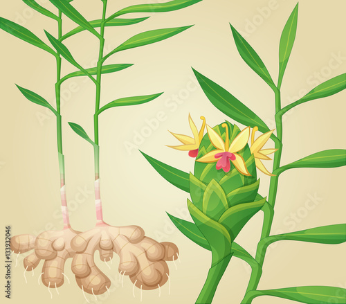 Ginger plant. Vector illustration