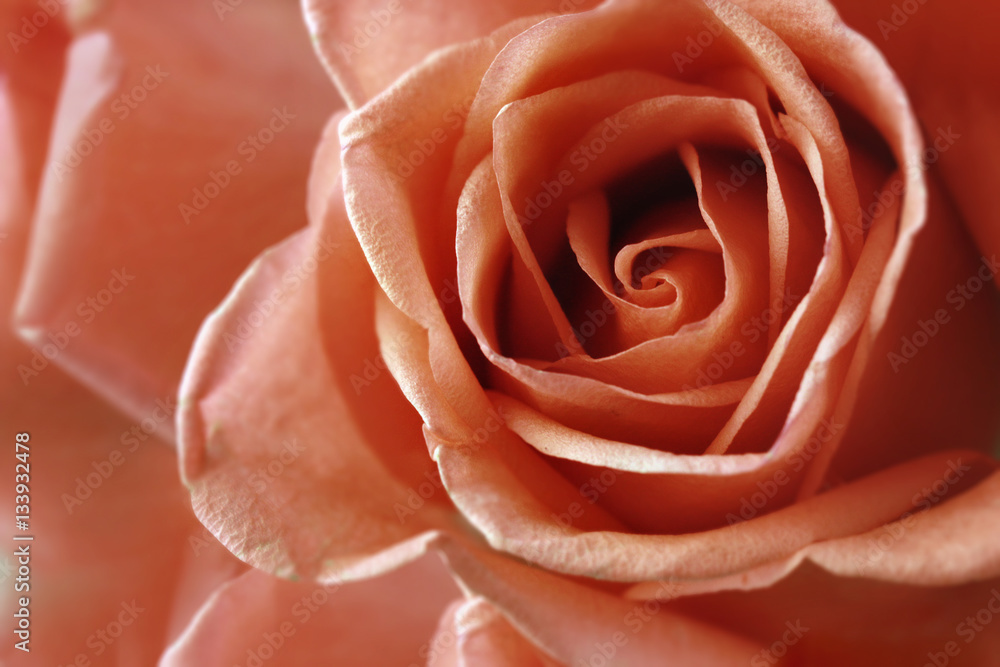 Roses,flower background for Valentine's day. Roses,flower background for Valentine's day.