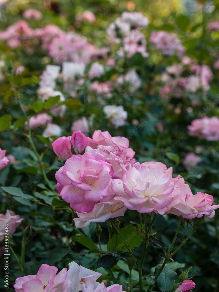 The field of pink roses