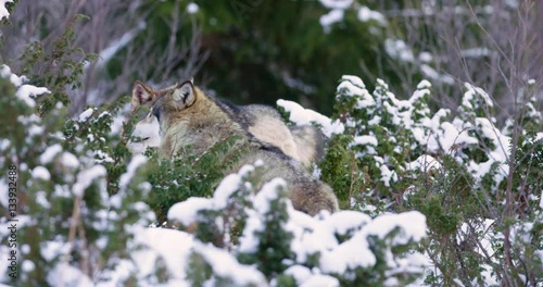 Stains teeth to rivaling wolf in the pack