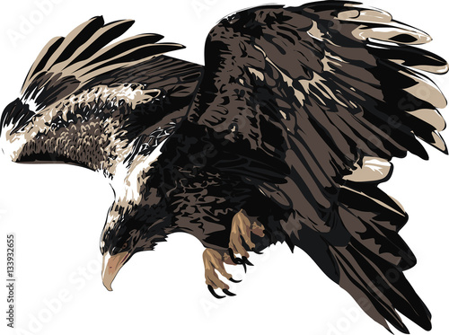 Wedge tailed eagle  - Detailed Realistic Illustration of Bird Isolated on white - Bird of Prey  