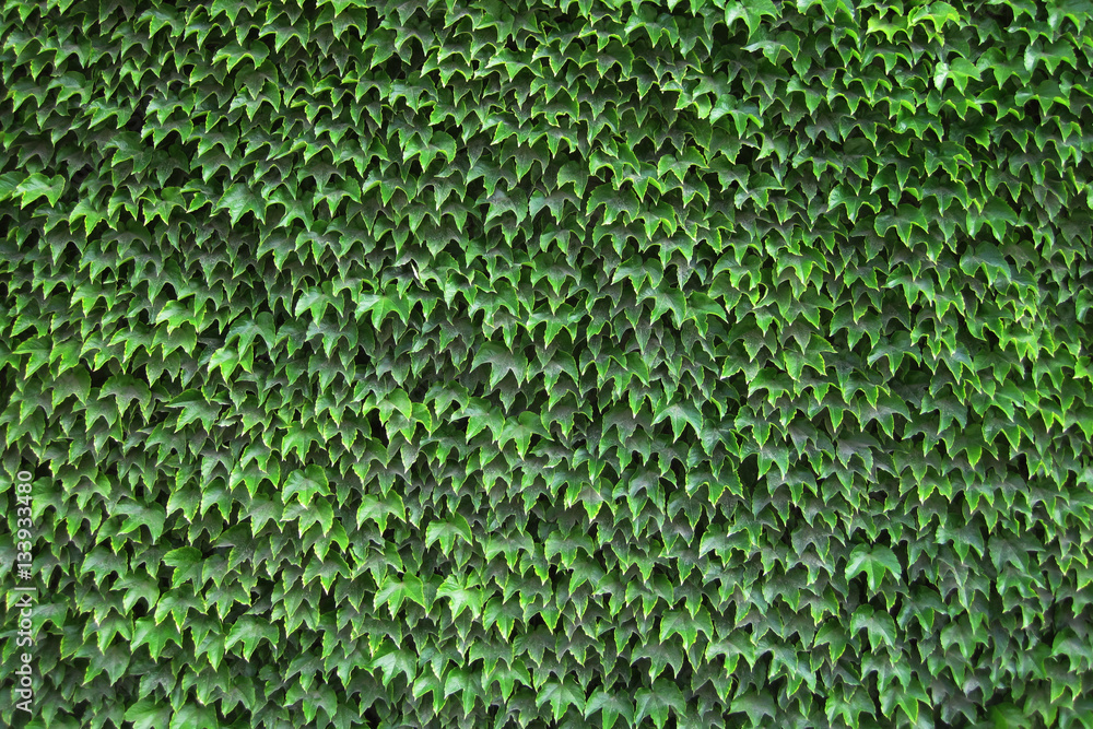 green leaves texture green leaves texture