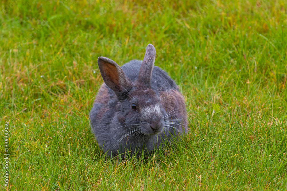 Dozens of rabbits running free around downtown Valdez, Alaska Dozens of rabbits running free around downtown Valdez, Alaska