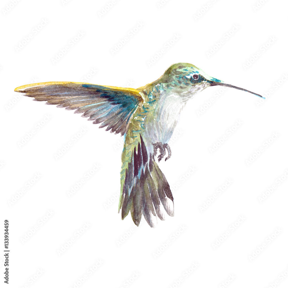 Obraz premium Watercolor realistic hummingbird, colibri tropical bird animal isolated on a white background illustration.