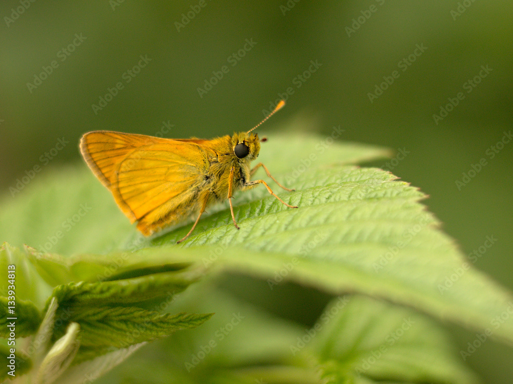 colorful butterfly sitting on a raspberry colorful butterfly sitting on a raspberry