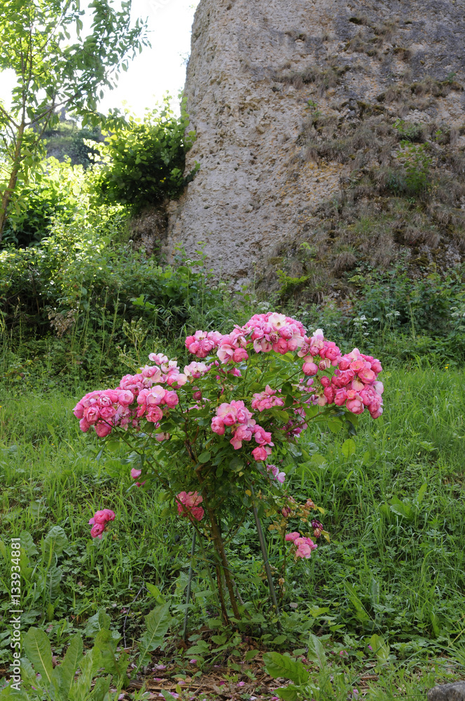 rosenstock am wegrand rosenstock am wegrand