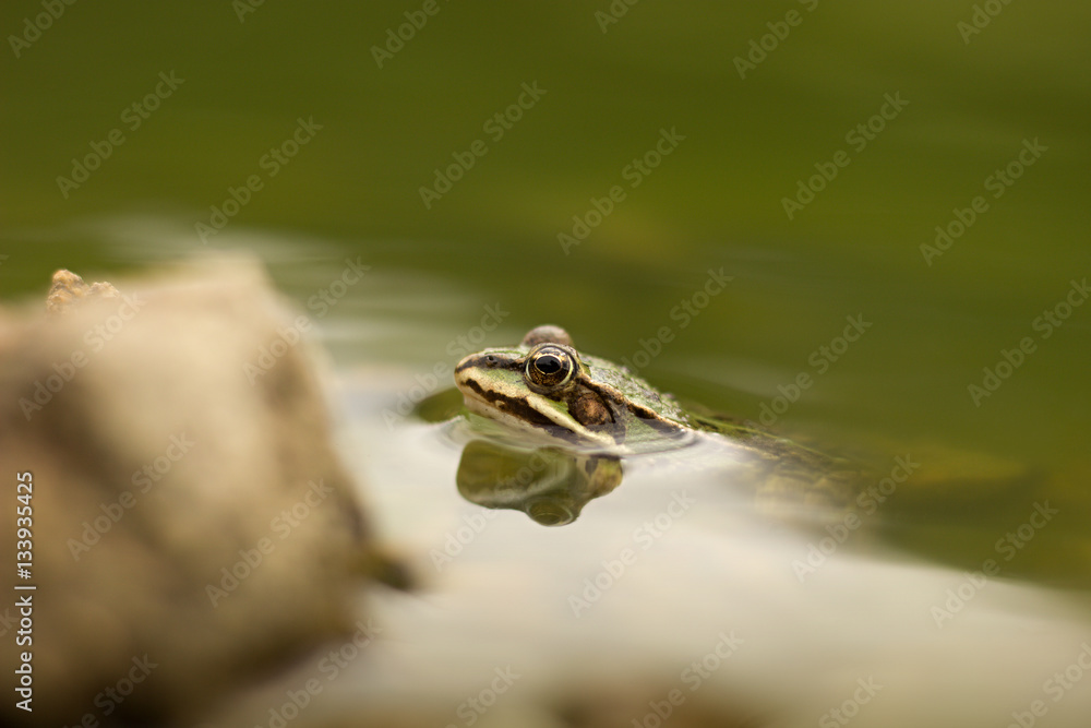 Fototapeta premium Young frog resting in a pond