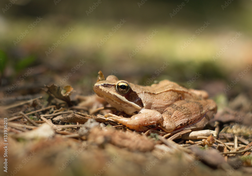 Fototapeta premium Young frog resting in a pond
