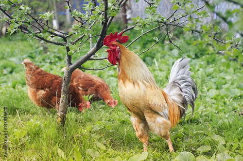 beautiful red rooster and chicken walking on green grass at the farm and sings