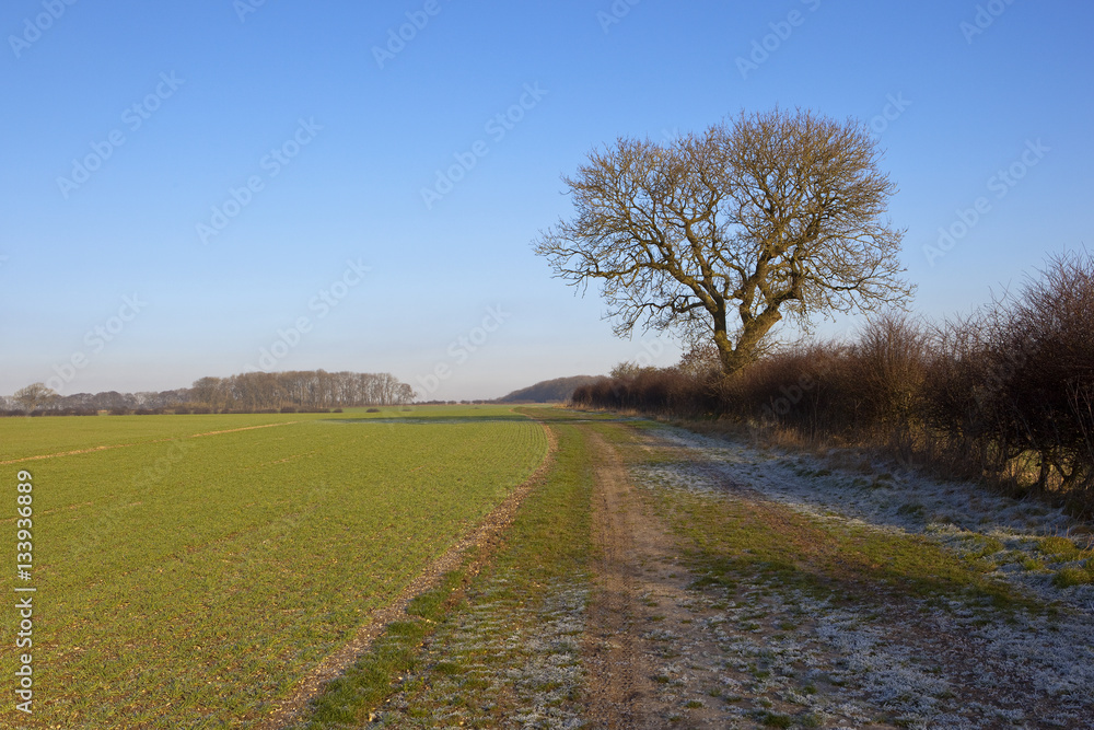 ash tree and frosty track