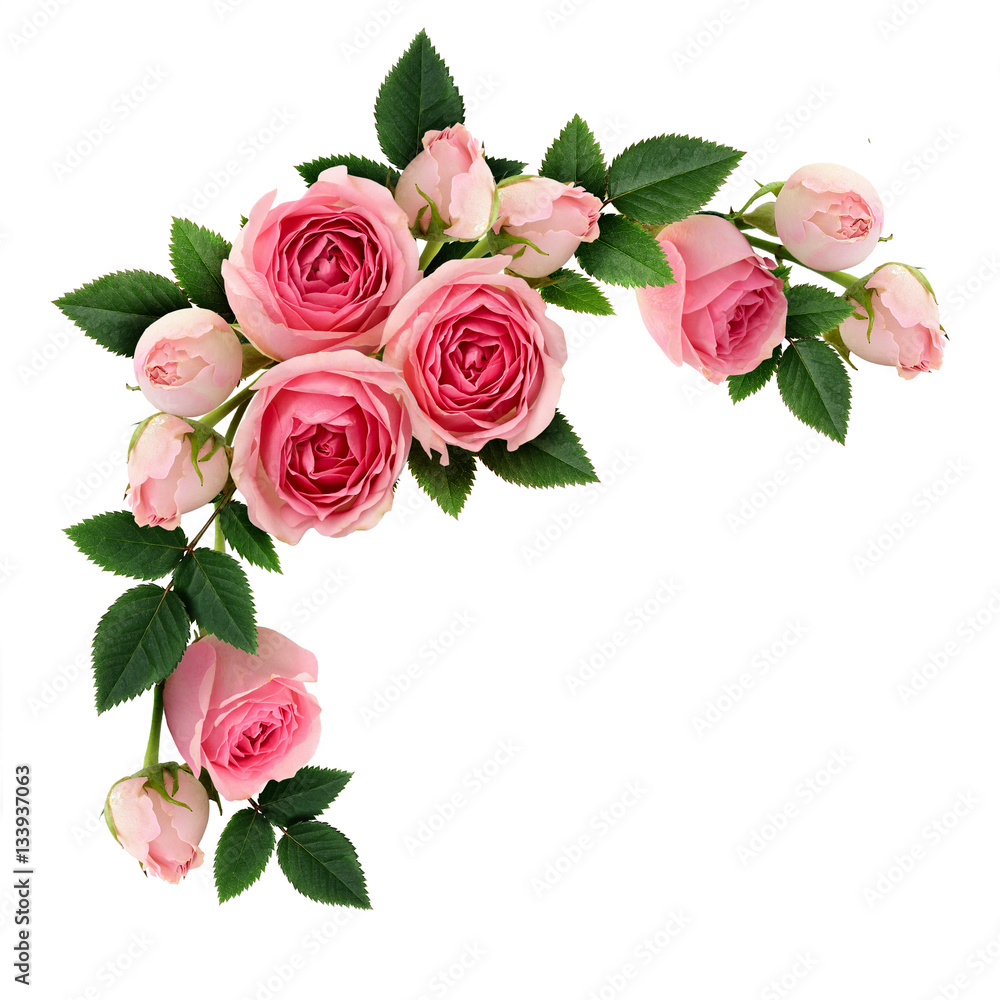 Naklejka premium Różowa róża kwiaty i układ koło pąki