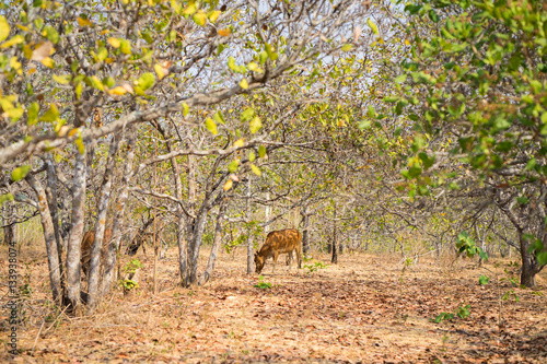 Fototapeta Naklejka Na Ścianę i Meble -  Cashew garden in Tay Nguyen, central highlands of Vietnam. Focus on the cow eating grass on garden