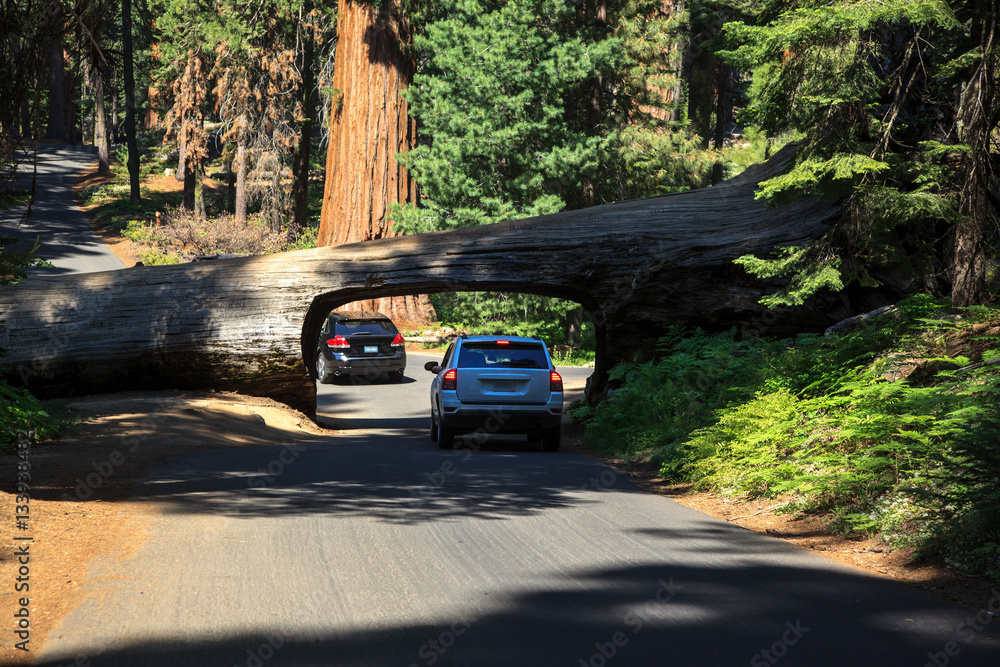 Tunnel excavated in a giant redwood fallen over the road