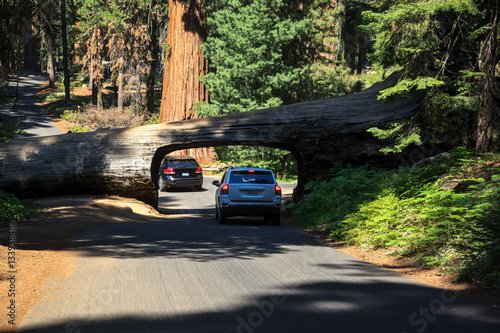 Tunnel excavated in a giant redwood fallen over the road