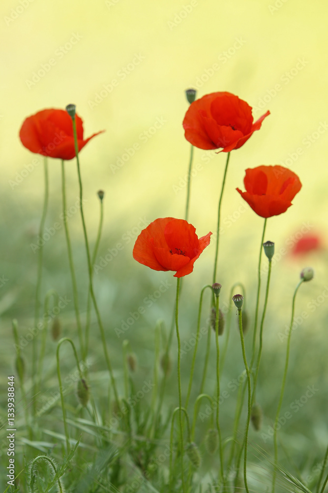 Obraz premium Artistic photo of poppy