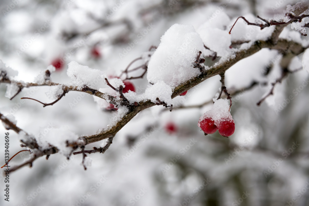 Red Berries and Snow