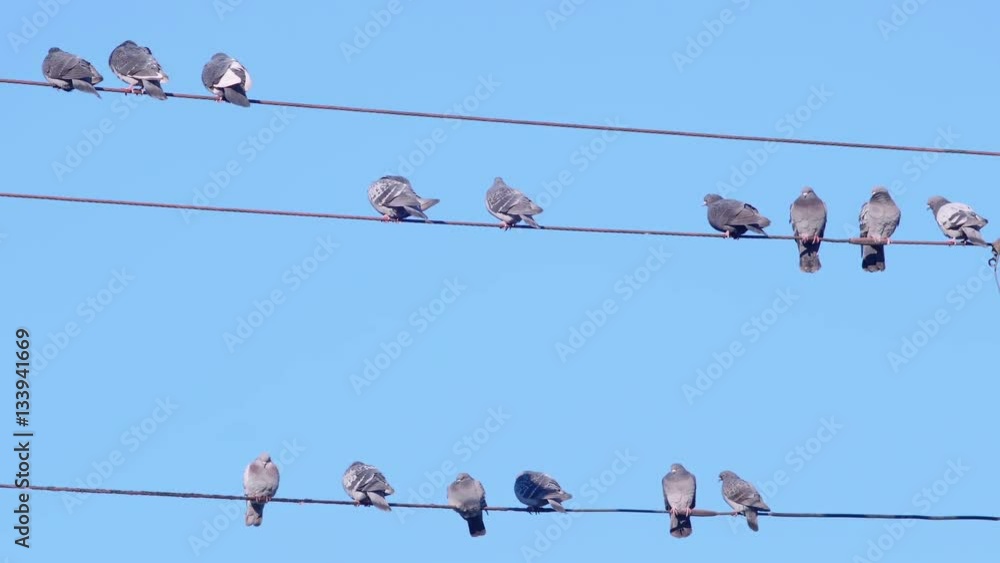 Flock of Pigeon Birds Sitting on a Wire with Blue Sky Background Stock ...