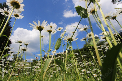 Mageriten im Himmel