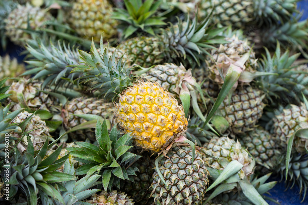 Pineapples in rows Pineapples in rows