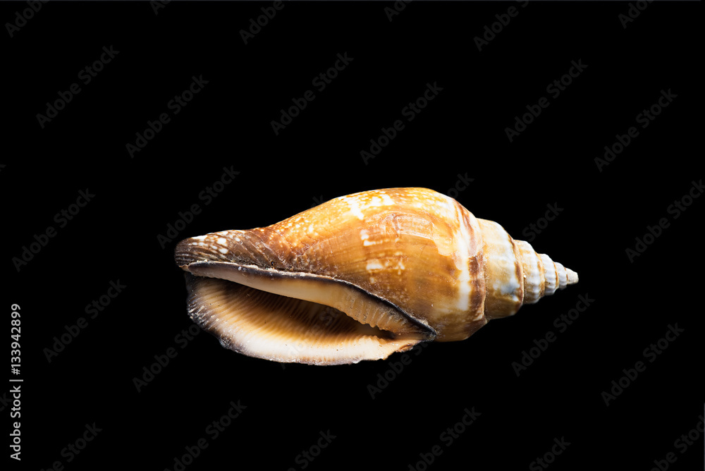 Shell Shell