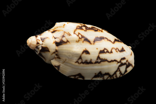 Shell