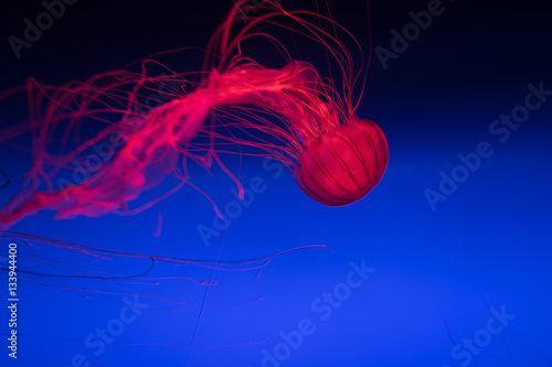 Red jellyfish swimming in water