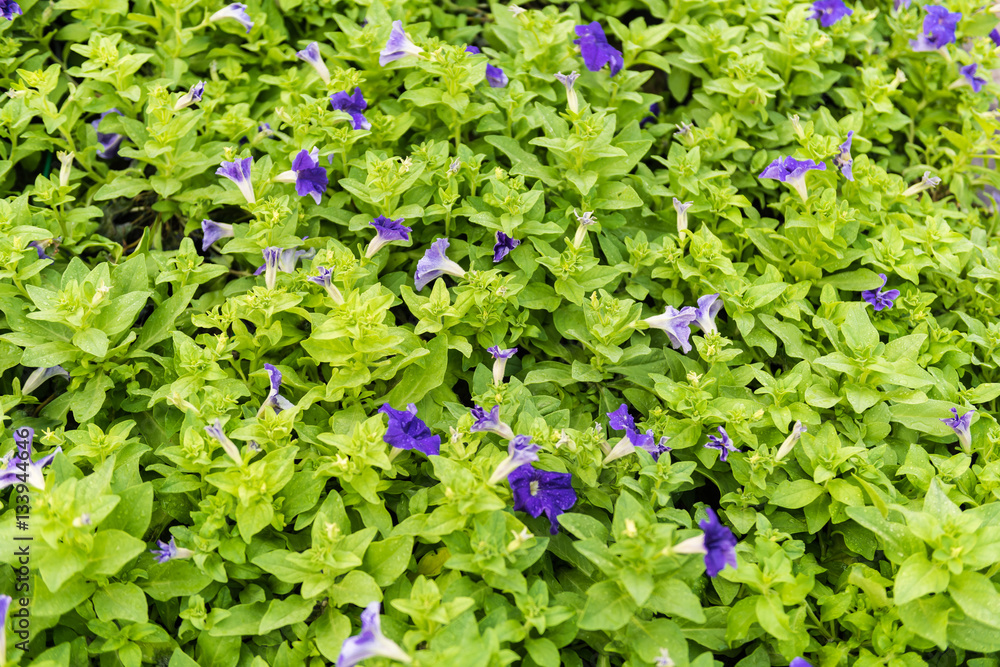 Fototapeta premium Petunia is wither