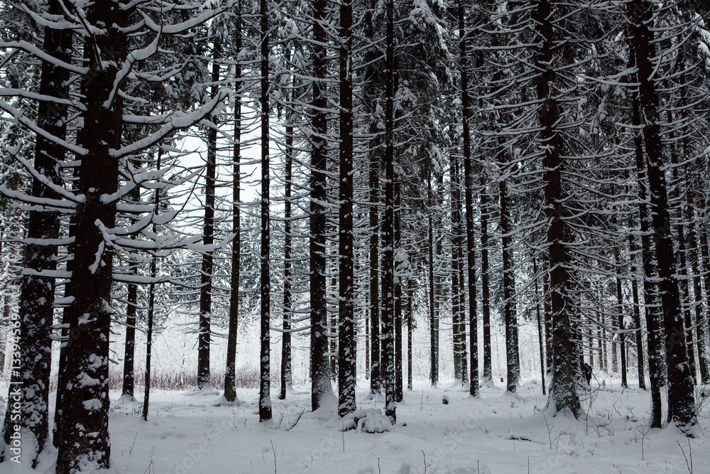 winter in russian forest, trees under the snow winter in russian forest, trees under the snow