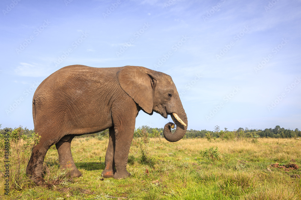 Obraz premium African elephant