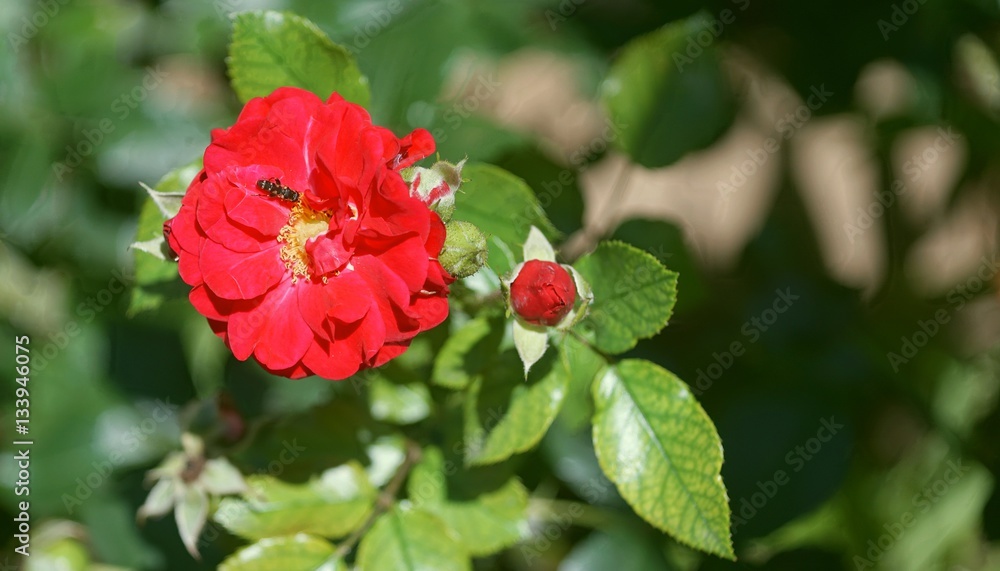 rose and bee rose and bee