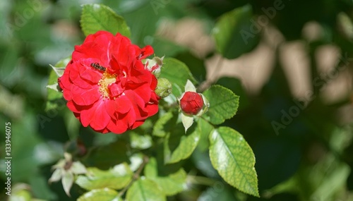 Wallpaper Mural rose and bee Torontodigital.ca
