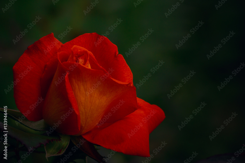 One red-orange rose on dark free background One red-orange rose on dark free background